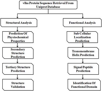 In silico structural homology modeling and functional characterization of Mycoplasma gallisepticum variable lipoprotein hemagglutin proteins